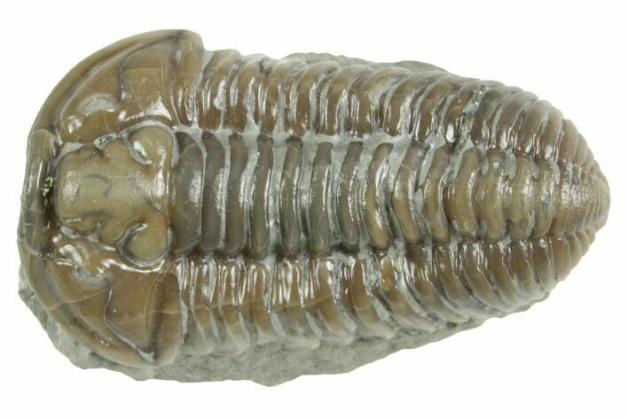 Fossil Flexicalymene Trilobite - Mt Orab, Ohio #380308